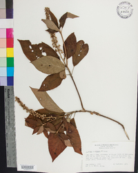 Clethra acuminata image