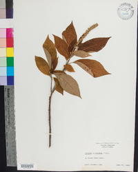 Clethra acuminata image