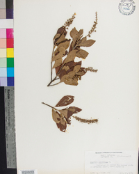 Clethra alnifolia image