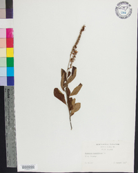 Clethra alnifolia image