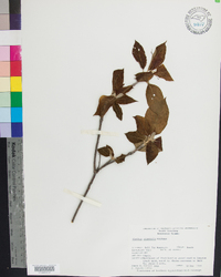 Clethra acuminata image