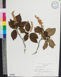 Clethra acuminata image