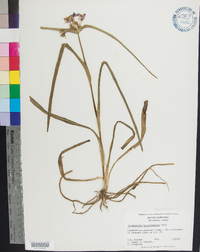 Tradescantia hirsuticaulis image