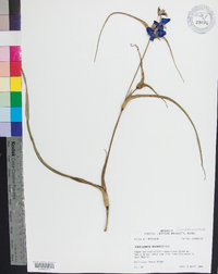 Tradescantia ohiensis image