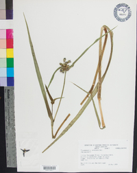 Tradescantia ohiensis image