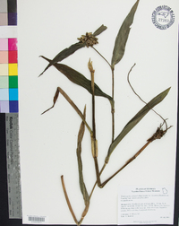 Tradescantia subaspera image