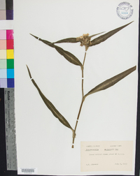 Tradescantia subaspera image