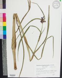 Tradescantia ohiensis image