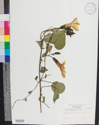 Ipomoea pandurata image