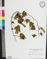 Ipomoea pandurata image