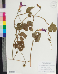 Ipomoea purpurea image