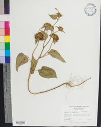 Jacquemontia tamnifolia image