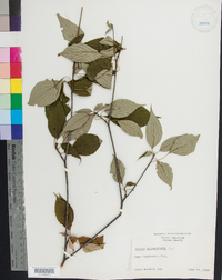 Cornus alternifolia image