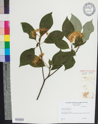 Cornus alternifolia image