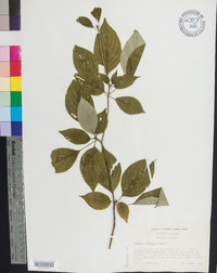 Cornus alternifolia image