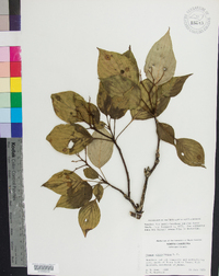 Cornus alternifolia image