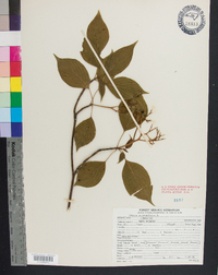 Cornus alternifolia image