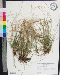 Carex abscondita image