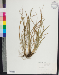 Carex abscondita image