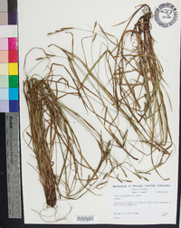 Carex aestivalis image