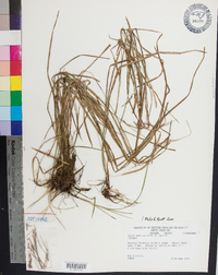 Carex aestivalis image