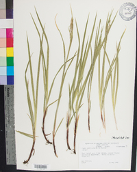 Carex aestivalis image