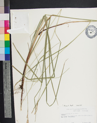 Carex aestivalis image