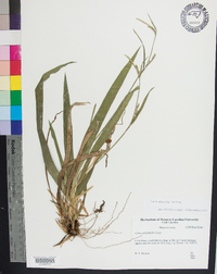 Carex albursina image