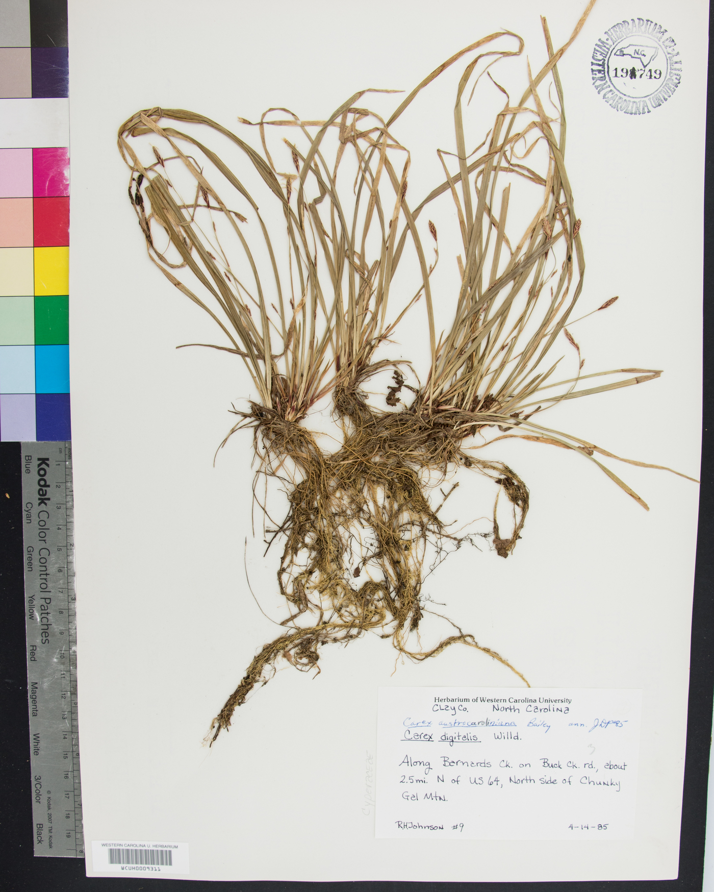 Carex austrocaroliniana image