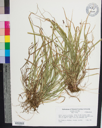 Carex austrocaroliniana image