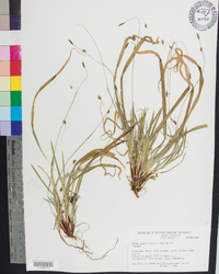 Carex austrocaroliniana image