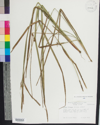 Carex baileyi image