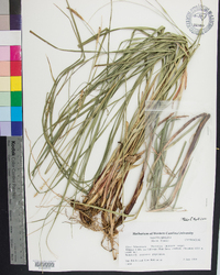 Carex biltmoreana image