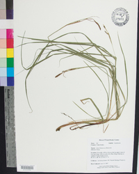 Carex biltmoreana image