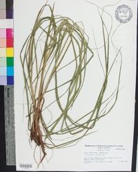 Carex biltmoreana image