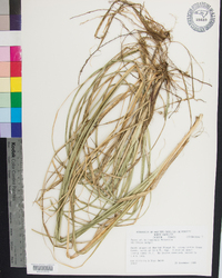 Carex biltmoreana image