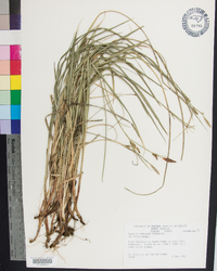 Carex biltmoreana image