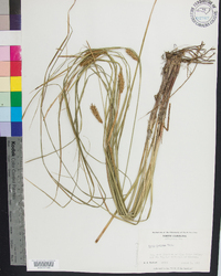 Carex bullata image