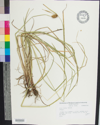 Carex bullata image