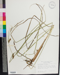 Carex bullata image