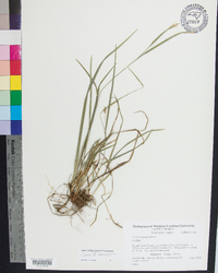 Carex flaccosperma image