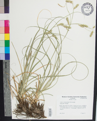 Carex cherokeensis image