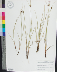 Carex complanata image