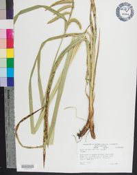 Carex crinita var. crinita image