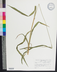 Carex crinita var. gynandra image