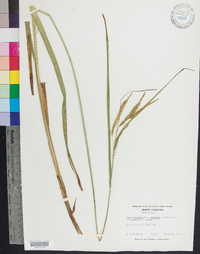 Carex crinita var. gynandra image