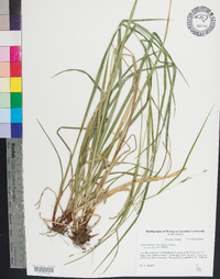 Carex debilis var. rudgei image