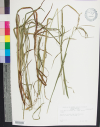 Carex debilis var. rudgei image