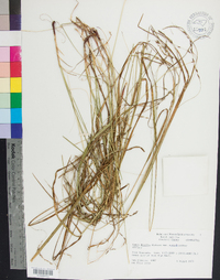 Carex debilis var. rudgei image