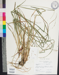 Carex debilis var. rudgei image